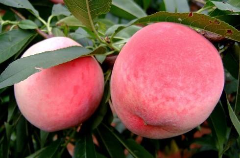 摩尔庄园如何摘水蜜桃特产 摩尔庄园水蜜桃在庄园的哪个地方