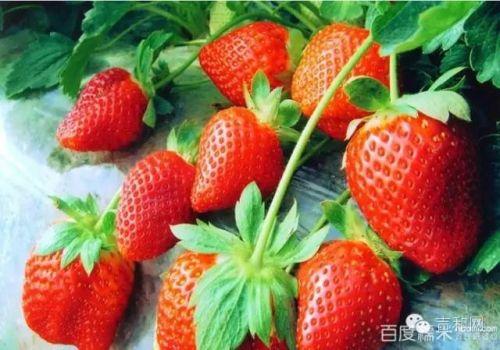 地方特产草莓品种介绍 国内草莓哪里产的最好