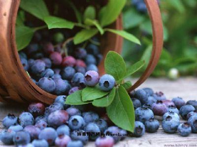 蓝莓籽的特产 蓝莓籽是黄色的