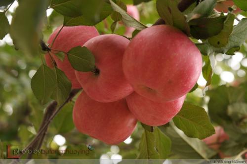 小苹果山东特产 山东特产水果一览表