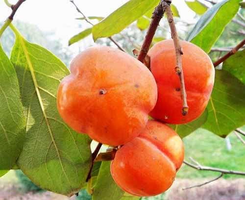 山东滨州有啥好特产和水果 现在山东滨州最出名特产