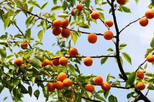 哪个地方特产杏 哪个地方产的杏好吃