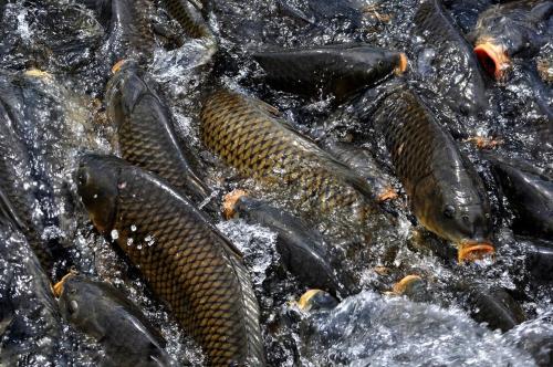 安徽太平湖特产是什么鱼 安徽特产有什么鱼好吃图片