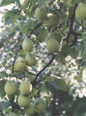 特产梨介绍怎么写 怎样介绍家乡的特产苹果