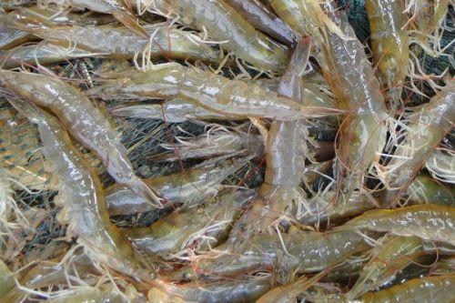特产鲜活青虾怎么吃的 在市场买回来的青虾怎么吃