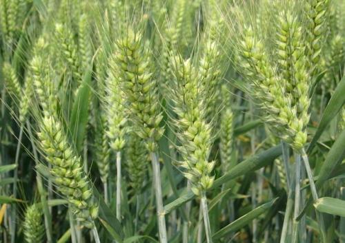 小麦是哪个省的特产 哪个地方产的小麦好吃