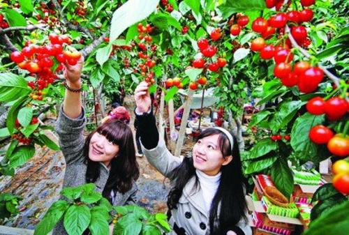贵州特产樱桃多少钱一斤 贵州本地樱桃多少钱