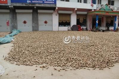 山东特产大蒜五十个字 中国最出名的大蒜在山东什么县