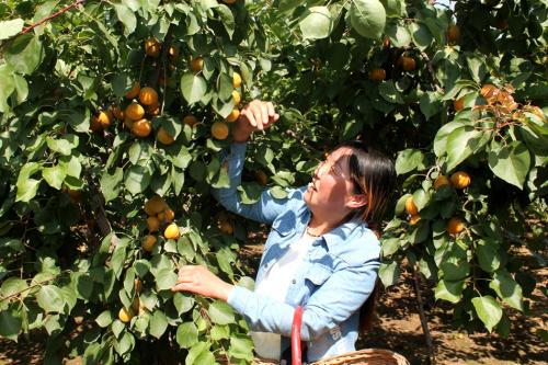 新疆地区的水果特产 新疆各种特产水果介绍大全