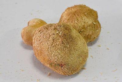 猴头蘑菇东北特产 东北山里野生蘑菇之一猴头菇