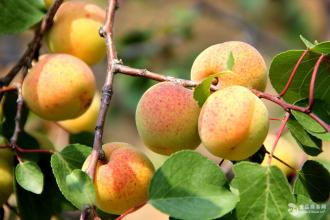 鄂尔多斯的特产水果杏 鄂尔多斯特产水果