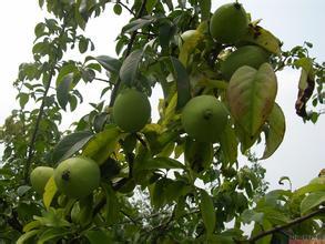 天楼野木瓜是哪里特产 广州特产野木瓜