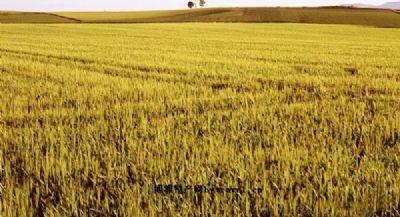 我家乡的特产小麦 家乡的小麦三百多字