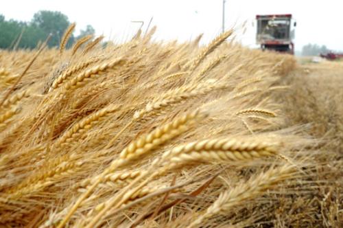 新疆塔城特产小麦 新疆塔城地区有种冬小麦的吗