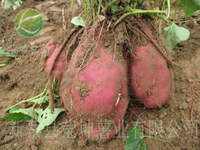 家乡特产红薯作文600 家乡的特产地瓜作文500