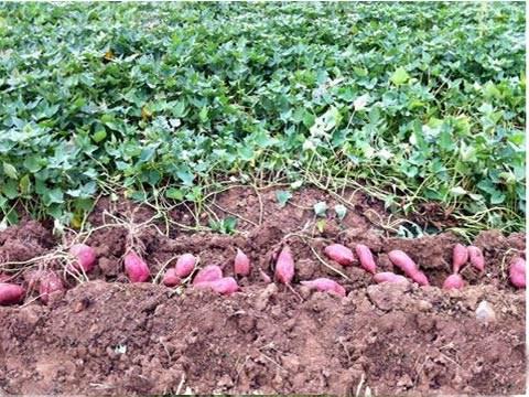 家乡特产红薯怎么介绍 家乡的特产红薯多少钱一斤