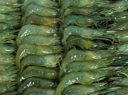 启东特产青虾 青虾是不是越大越好吃