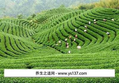 海南省茶叶特产 海南主要有什么特产茶叶