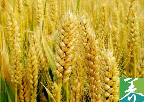 小麦可以做成什么特产 小麦能加工成什么食物