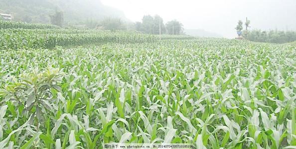 中国玉米特产排名榜 最好的玉米排行榜