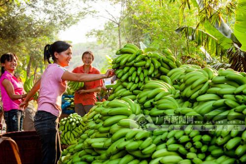 广西梧州特产香蕉 广西灵山香蕉哪里有卖