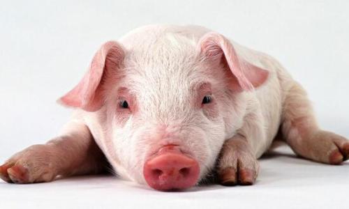 江西腊猪脸面是哪个地区的特产 腊肉是不是江西的土特产