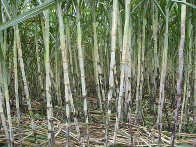 当地特产甘蔗叫什么名称 甘蔗是哪个地方最有名的特产之一