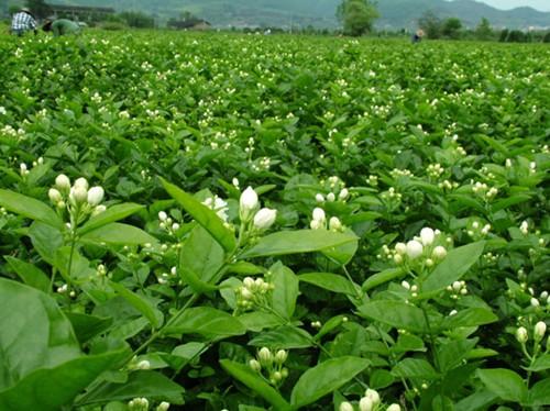 福州特产茉莉花茶的茶坯用哪种茶 福建最正宗的茉莉花茶