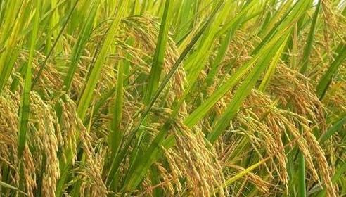 竹香米是哪里的特产 竹香米价值与功效