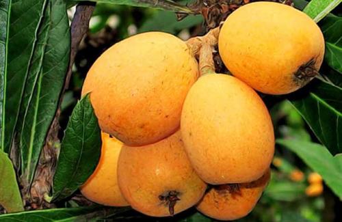 巴依果新疆特产 新疆的主要特产水果