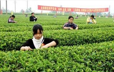 镇安的特产象园茶属于什么茶 镇安象园茶价格多少钱