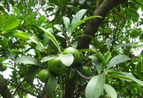 亚热带季风气候特产水果 中国暖温带和亚热带的水果