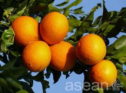 脐橙的特产是什么 中国脐橙哪里产的最好吃