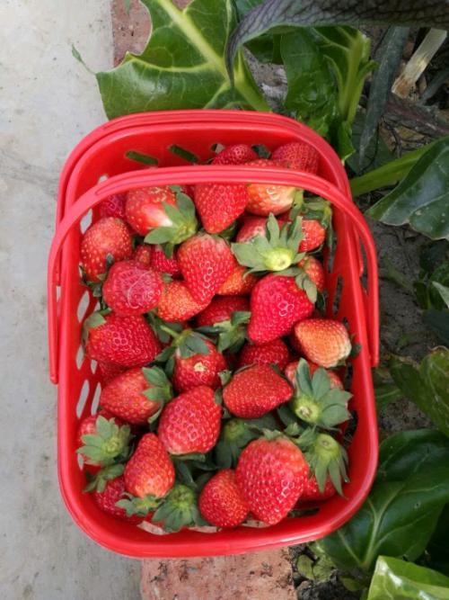 土味特产草莓测评 莓滋莓味丹东草莓测评