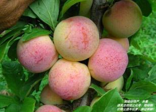 四川宜宾十大特产是什么水果 宜宾长宁县十大特产是什么