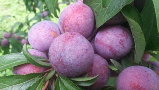 茂县有哪些特产水果 茂县最近产啥水果