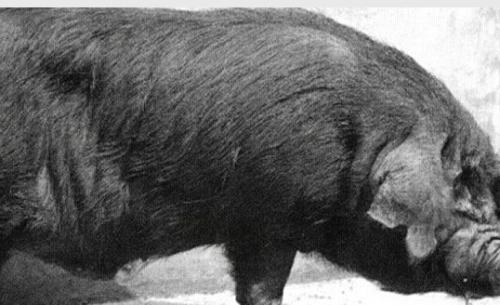 四川特产猪天梯是啥东西啊 四川最好的高山猪
