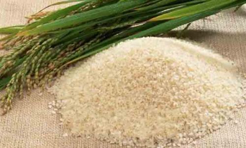 红香贡米特产 东北黄贡米多少钱一斤