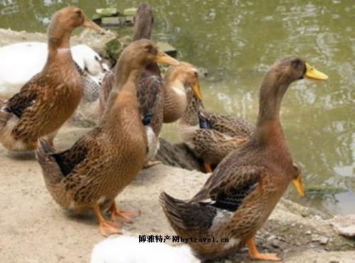 贵州麻鸭特产 贵州特产鸭子怎么吃才好吃