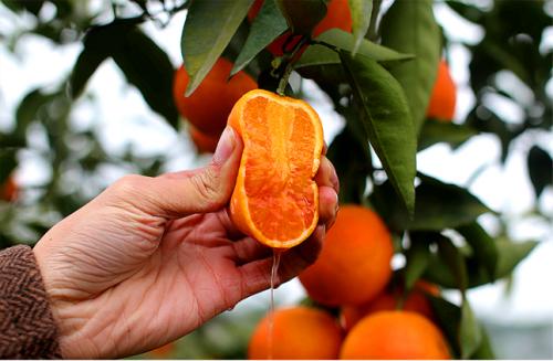 资中血橙特产有哪些 资中血橙主要在哪些镇