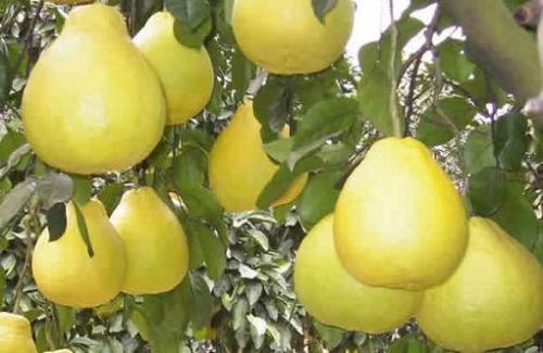 家乡特产柚子简介 柚子是哪里的特产