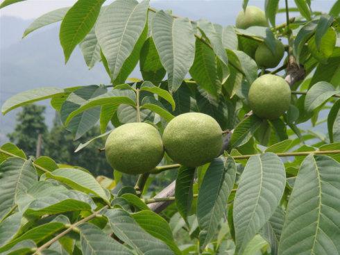 青川的特产的水果是什么 青川最有名的特产