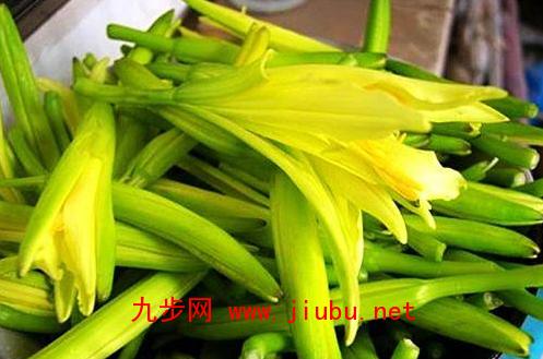 四川黄花菜特产 四川的野生黄花菜图片