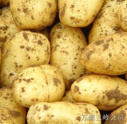 广州类似马铃薯的土特产 广州出差特产必买清单