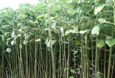 大竹的特产是什么 大竹特产必买清单