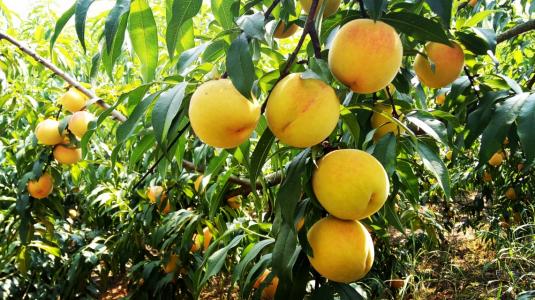 炎陵黄桃土特产 炎陵黄桃主要产在哪里
