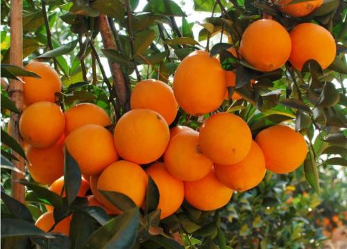 哪里特产冰糖橙子 特产橙子哪里买