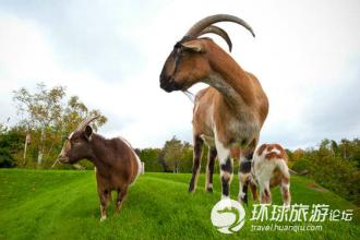 宁夏特产羊 宁夏最有名的野生羊