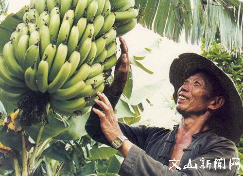 香蕉是什么地方的特产呢 中国盛产香蕉的地方在哪里