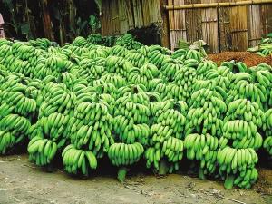 非洲特产的香蕉 非洲香蕉哪里最正宗